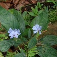 Eranthemum capense L.